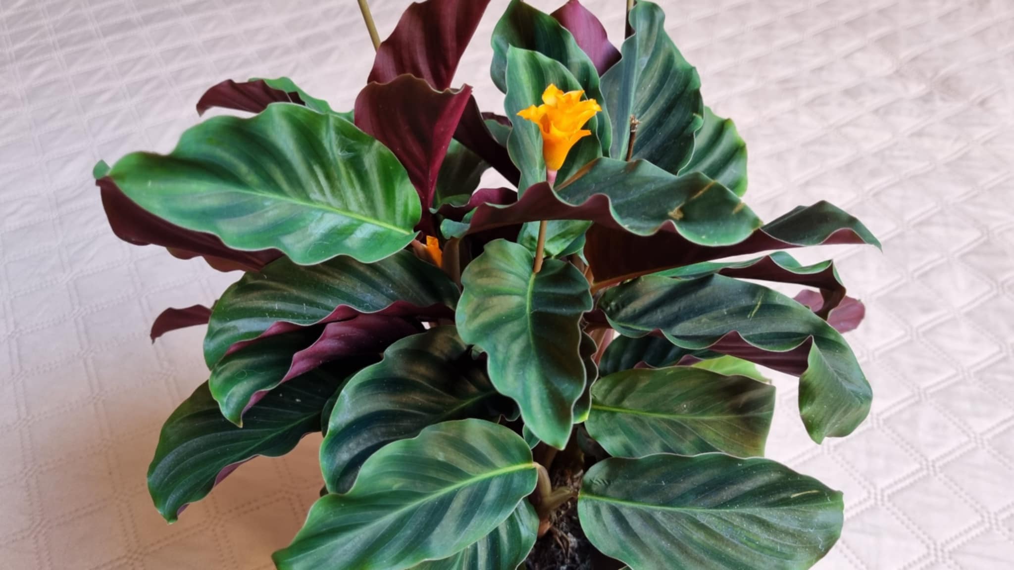 Eternal Flame Plant